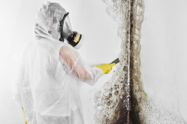 Best Industrial Mold Remediation in Grandyle Village, NY